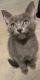 Siamese Cats for sale in Victorville, CA, USA. price: NA