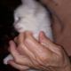 Siamese Cats for sale in VA-151, Virginia, USA. price: $150