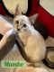 Siamese Cats for sale in La Porte, TX 77571, USA. price: NA