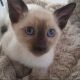 Siamese Cats for sale in SC-544, Myrtle Beach, SC, USA. price: $250