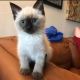 Siamese Cats for sale in Florence, SC, USA. price: $250