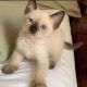 Siamese Cats for sale in Tennessee City, TN 37055, USA. price: $270
