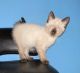 Siamese Cats for sale in Ypsilanti, MI, USA. price: $300