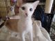 Siamese Cats for sale in Roanoke, VA, USA. price: $500