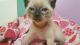 Siamese Cats for sale in Waupaca, WI 54981, USA. price: $1,500