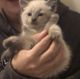 Siamese Cats for sale in Grandville, MI, USA. price: $200