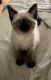Siamese Cats for sale in Camden, SC 29020, USA. price: NA