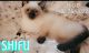 Siamese Cats for sale in Upper Marlboro, MD 20772, USA. price: $750