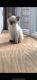 Siamese Cats for sale in Park Ridge, NJ, USA. price: $600