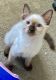 Siamese Cats for sale in 2646 N Saratoga St, Tempe, AZ 85281, USA. price: $650