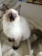 Siamese Cats for sale in 2646 N Saratoga St, Tempe, AZ 85281, USA. price: NA