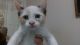 Siamese Cats for sale in El Paso, TX, USA. price: $200