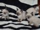 Siamese Cats for sale in New York, NY, USA. price: $650