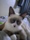 Siamese Cats for sale in Fontana, CA, USA. price: NA