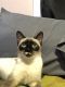 Siamese Cats for sale in Middletown, NY 10940, USA. price: $500