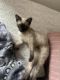 Siamese Cats for sale in Dearborn Heights, MI 48127, USA. price: $1,000