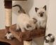 Siamese Cats for sale in York, PA, USA. price: $500