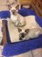 Siamese Cats for sale in Texas City, TX, USA. price: NA