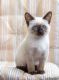 Siamese Cats for sale in 24701 Hallwood Ct, Farmington Hills, MI 48335, USA. price: $500
