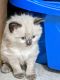 Siamese Cats for sale in Vernon Township, NJ, USA. price: $750