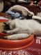 Siamese Cats for sale in Salem, OR 97301, USA. price: $5,000
