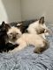 Siamese Cats for sale in Phoenix, AZ, USA. price: $350