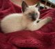 Siamese Cats for sale in Camp Lejeune, NC 28547, USA. price: $650