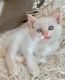 Siamese Cats for sale in Elk Grove, CA, USA. price: $450