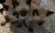 Siamese Cats for sale in Baltimore, MD, USA. price: $525