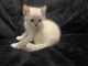 Siamese Cats for sale in Thousand Oaks, CA, USA. price: $550