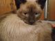 Siamese Cats for sale in Stillwater, OK, USA. price: $850
