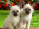 Siamese Cats for sale in Michigan City, IN, USA. price: NA