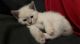 Siamese Cats for sale in Lakewood, CO, USA. price: $325