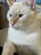 Siamese Cats for sale in Orem, UT, USA. price: NA