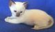 Siamese Cats for sale in Daytona Beach, FL, USA. price: NA