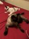 Siamese Cats for sale in Aubrey, TX, USA. price: $400