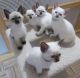 Siamese Cats for sale in Los Angeles County, CA, USA. price: NA