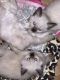 Siamese Cats for sale in Ypsilanti, MI, USA. price: NA