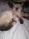 Siamese Cats for sale in Indianapolis, IN, USA. price: $400
