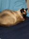 Siamese Cats for sale in 523 Maiden St, Mineral Point, WI 53565, USA. price: $690