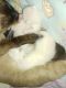 Siamese Cats for sale in Fort Wayne, IN, USA. price: $300