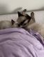 Siamese Cats for sale in 317 N Bayport Cir, Anaheim, CA 92801, USA. price: NA