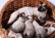 Siamese Cats for sale in Michigan City, IN, USA. price: $500