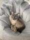 Siamese Cats for sale in 529 Main St, La Crescent, MN 55947, USA. price: NA