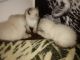 Siamese Cats for sale in Elkhart, IN, USA. price: $300