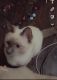 Siamese Cats for sale in Rochester, NY, USA. price: NA
