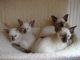 Siamese Cats for sale in Orange Park, FL 32073, USA. price: NA