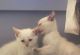 Siamese Cats for sale in Orange Park, FL 32073, USA. price: NA