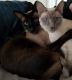 Siamese Cats for sale in New York, NY, USA. price: $100