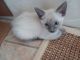 Siamese Cats for sale in Las Vegas, NV, USA. price: NA
